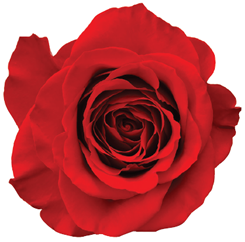 Red rose